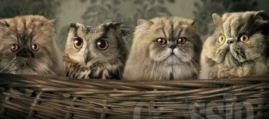 Ohmygossip.com fun pics! Vol3 (Read: Lol3)