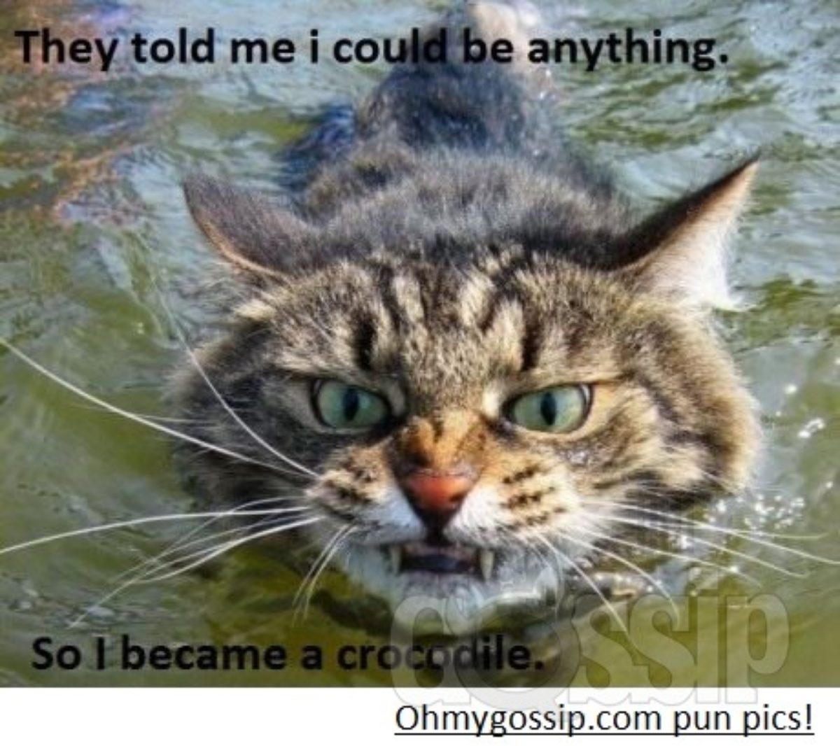 Ohmygossip.com fun pics! Vol3 (Read: Lol3)
