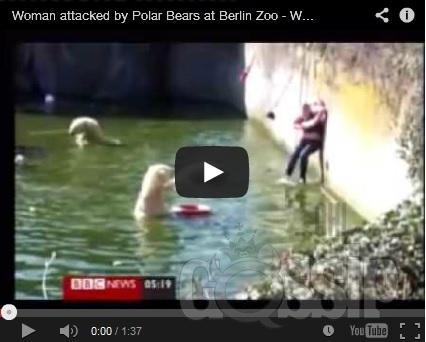 bear