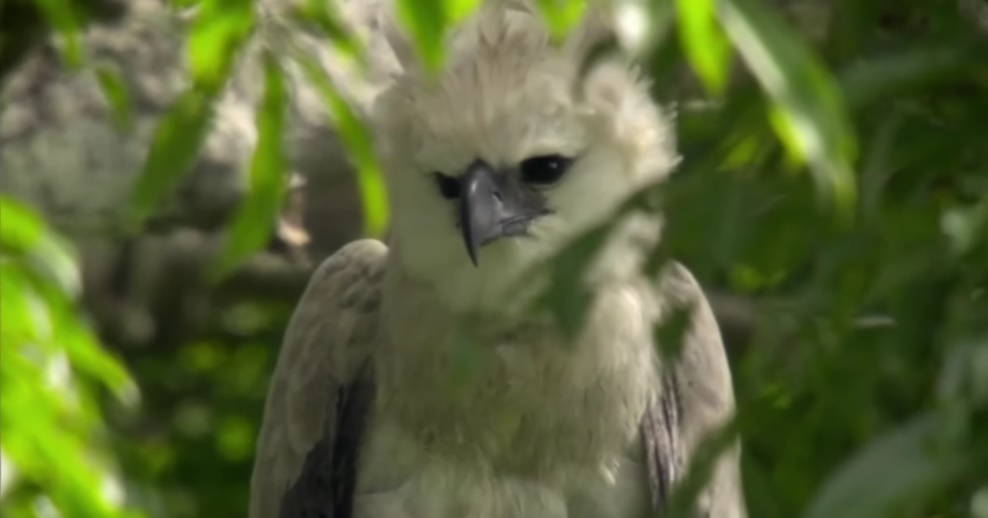 eagle Ohmygossip
