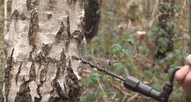 READ, why the birch water is good for your health, what does it contain and how could it help you